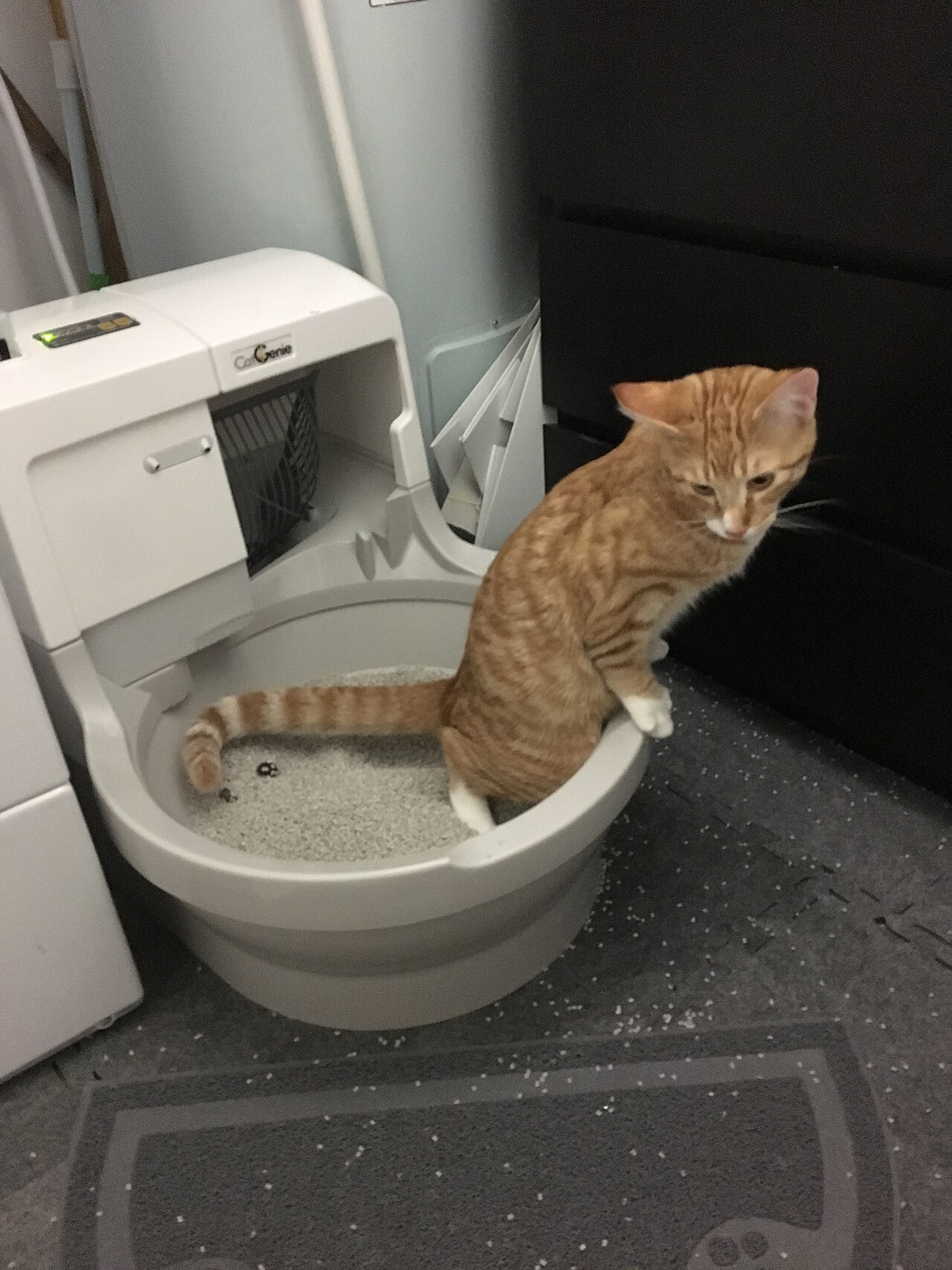 Automatic litter boxes shopping category