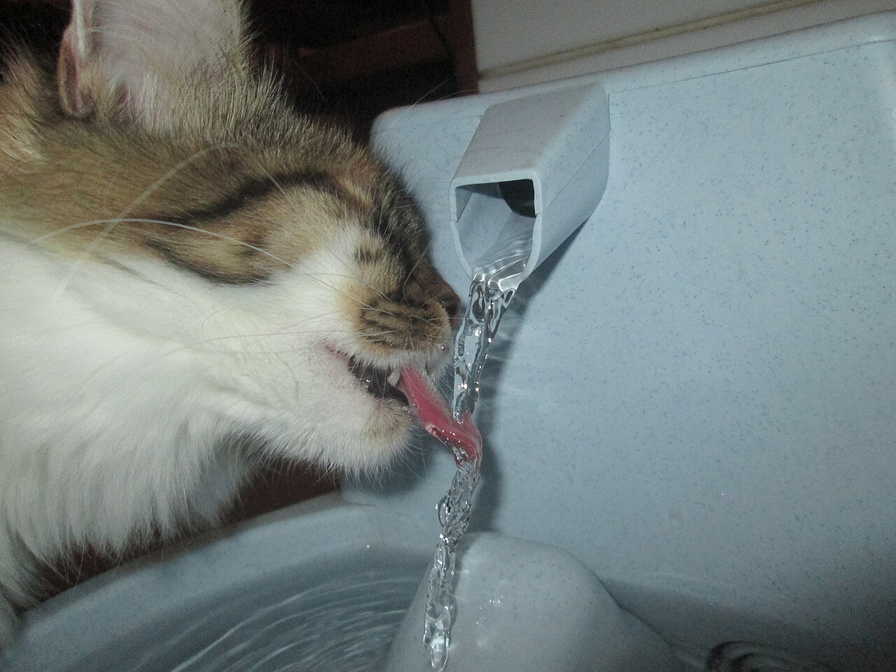 Pet water fountains shopping category